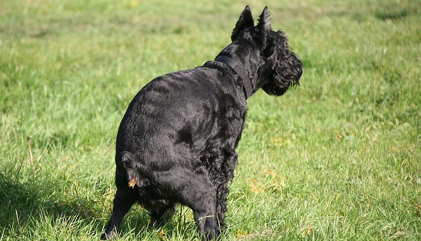 Hundekot nervt (Archivbild)