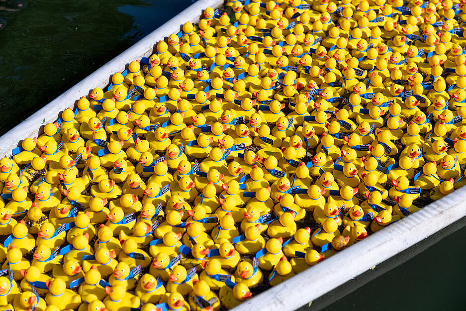 Die 5000 Quietscheentchen beim Heilbronner Entenrennen auf dem Weg von der Friedrich-Ebert-Brücke zur Neckarbühne unter dem Weinpavillon. Die 5000 Quietscheentchen beim Heilbronner Entenrennen auf dem Weg von der Friedrich-Ebert-Brücke zur Neckarbühne unter dem Weinpavillon.