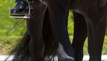 Die teuersten Dressurhufe der Welt sind auf dem Trainingsplatz unterwegs. Die teuersten Dressurhufe der Welt sind auf dem Trainingsplatz unterwegs.