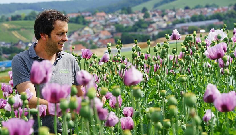 Stefan Kerner inmitten seines Blaumohns. Auf vier Hektar baut er dieses Jahr Mohn an. Angefangen hat der Landwirt damit vor zwölf Jahren &minus; mit einer kleinen Versuchsfläche bei seinem Hof, der Erlenbacher Ölmühle.
Fotos: Ekkehart Nupnau