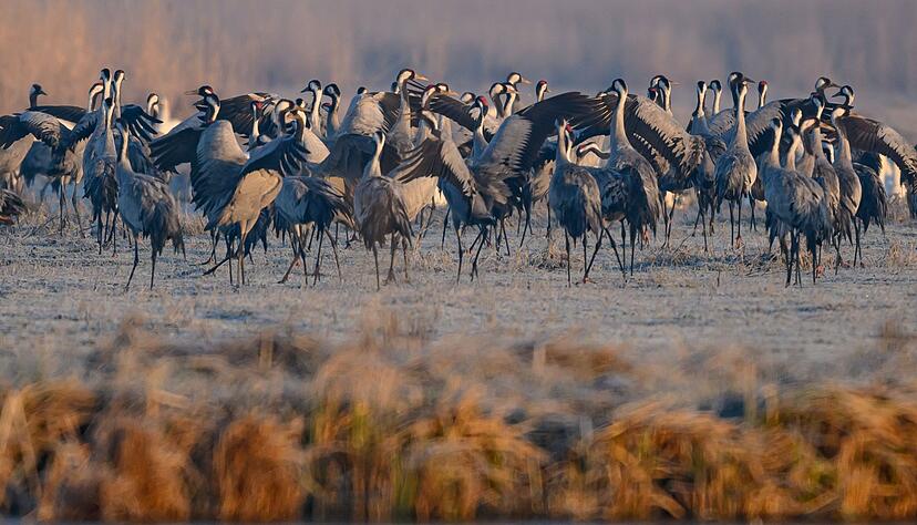 Zum Valentinstag am 14. Februar ist bereits ein gro&szlig;er Teil der rund 10.000 hierzulande br&uuml;tenden Paare wieder eingeflogen. (Archivbild)
