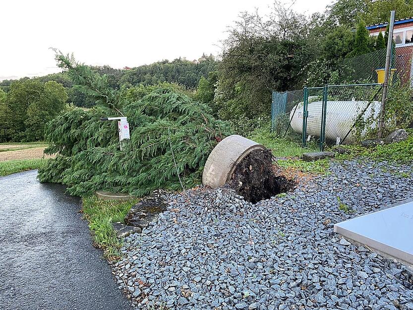 Ein umgestürzter Baum bei Neudenau.