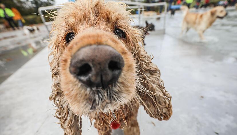 Schnüffeln als Grundbedürfnis: Hunde erkunden ihre Umwelt vor allem mit der Nase. Schnüffeln als Grundbedürfnis: Hunde erkunden ihre Umwelt vor allem mit der Nase.