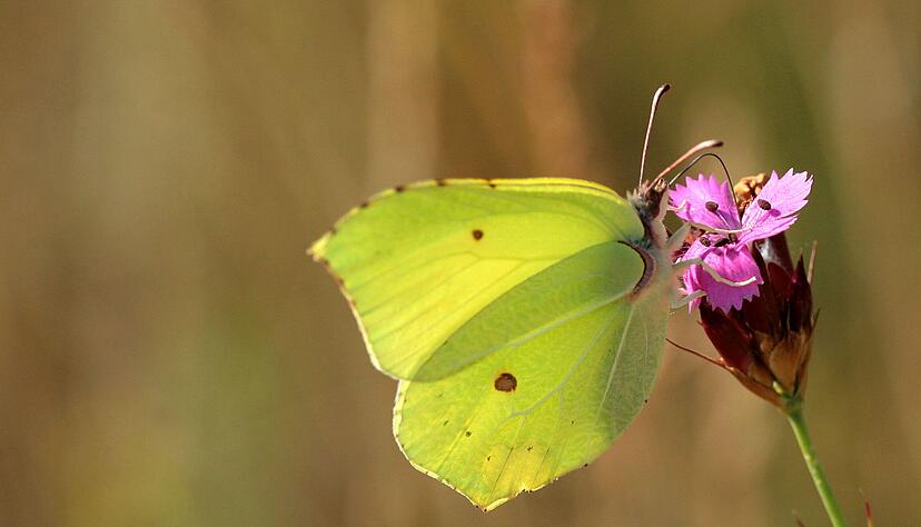 Erster Schmetterling des Jahres: Zitronenfalter sind an warmen Fr&uuml;hlingstagen unterwegs.