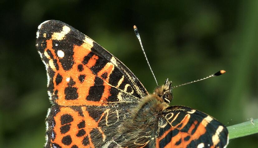 Das Insekt des Jahres 2023 in Deutschland, &Ouml;sterreich und der Schweiz ist der Tagfalter Landk&auml;rtchen (Araschnia levana).