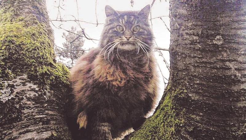 Ein prächtiger Bursche war Main-Coon-Kater Puschy.
Fotos: privat Ein prächtiger Bursche war Main-Coon-Kater Puschy.
Fotos: privat