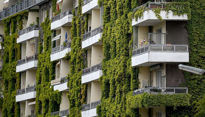 Pflanzen an der Fassade sorgen im Sommer f&uuml;r Schatten und im Winter f&uuml;r zus&auml;tzliche D&auml;mmung.