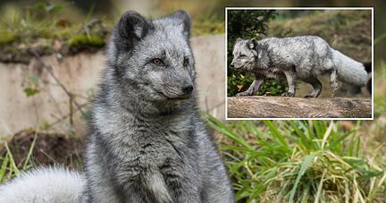Zwei Polarfüchse sind am Dienstag in das Wildtier-Gehege in Tripsdrill eingezogen. Sie sind ihren europäischen Verwandten – den Rotfüchsen – bis auf die Fellfarbe sehr ähnlich.