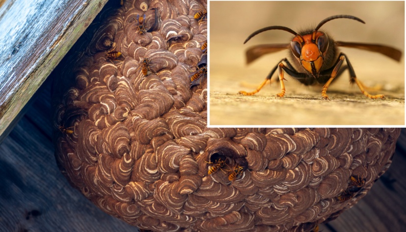 Die Asiatische Hornisse breitet sich in Baden-Württemberg aus und bedroht die heimischen Bienen. Die Asiatische Hornisse breitet sich in Baden-Württemberg aus und bedroht die heimischen Bienen.