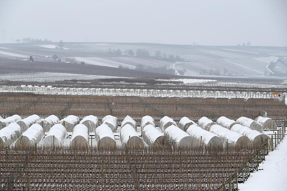 Schneeüberzuckerte Landschaft bei Lauffen.