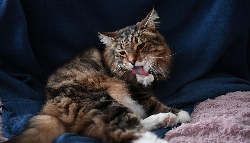 Fellpflege ist ein Muss für Katzen - doch die Haare sind schwer verdaulich und müssen irgendwann wieder raus.