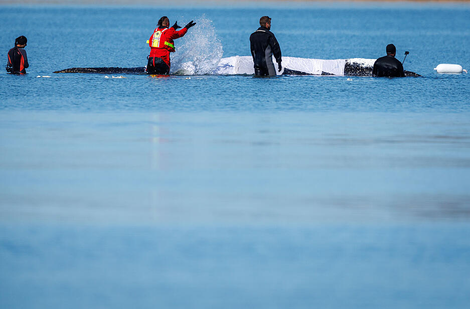 Helfer spritzen auch am Dienstag noch Wasser auf den gestrandeten Buckelwal. Sie wollen damit die Haut des Tieres sch&uuml;tzen.