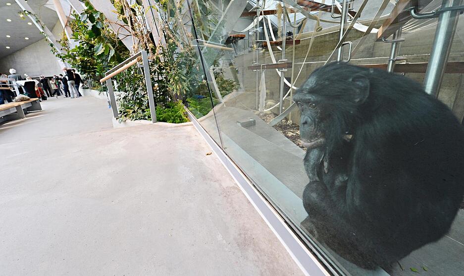 Affenhaus in der Wilhelma