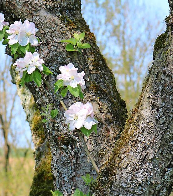 Selbst aus dem knorrigsten &Auml;sten treiben mit Macht neue Bl&uuml;ten.