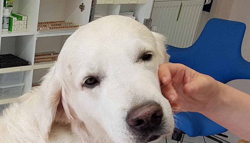 ILLUSTRATION - Ein Golden Retriever.