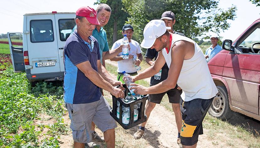 Die Landwirtschaft zählt zu den Branchen, in denen Mitarbeiter nicht immer der Hitze entfliehen können. Besonders in den arbeitsintensiven Sonderkulturen, wie Wein- und Gemüseanbau, geht es ohne Handarbeit im Freien nicht. Die Landwirtschaft zählt zu den Branchen, in denen Mitarbeiter nicht immer der Hitze entfliehen können. Besonders in den arbeitsintensiven Sonderkulturen, wie Wein- und Gemüseanbau, geht es ohne Handarbeit im Freien nicht.