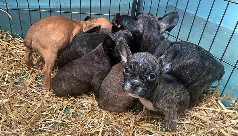 Regelmäßig deckt die Polizei bei Kontrollen illegale Welpentransporte auf, wie hier im Dezember 2021 in einer Kölner Wohnung. Foto: dpa Regelmäßig deckt die Polizei bei Kontrollen illegale Welpentransporte auf, wie hier im Dezember 2021 in einer Kölner Wohnung. Foto: dpa
