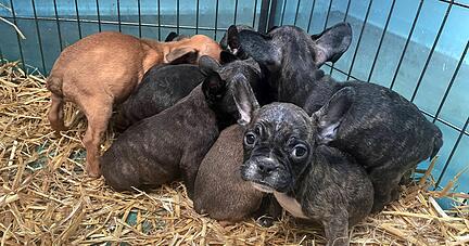 Regelmäßig deckt die Polizei bei Kontrollen illegale Welpentransporte auf, wie hier im Dezember 2021 in einer Kölner Wohnung.
Foto: dpa Regelmäßig deckt die Polizei bei Kontrollen illegale Welpentransporte auf, wie hier im Dezember 2021 in einer Kölner Wohnung.
Foto: dpa