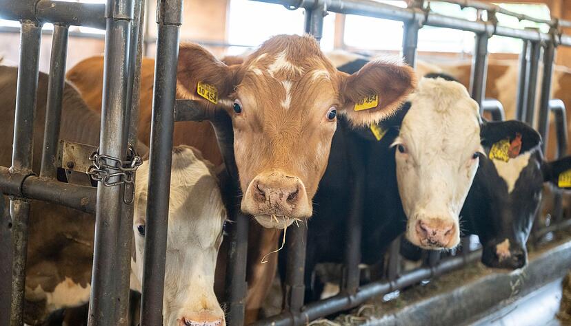 Der Bulle soll mit einem Gewicht von etwa einer Tonne gegen den Landwirt gedr&uuml;ckt haben. (Symbolbild)