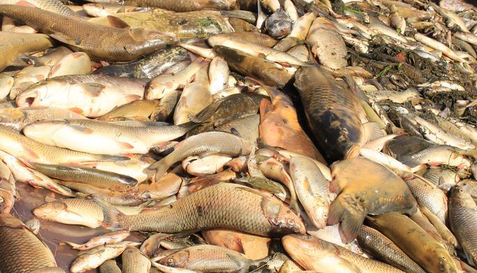 Fischsterben in der Jagst. Foto: Fischsterben in der Jagst. Foto: