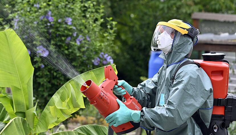 Der Japank&auml;fer erreichte die Schweiz bereits 2017. (Archivbild)