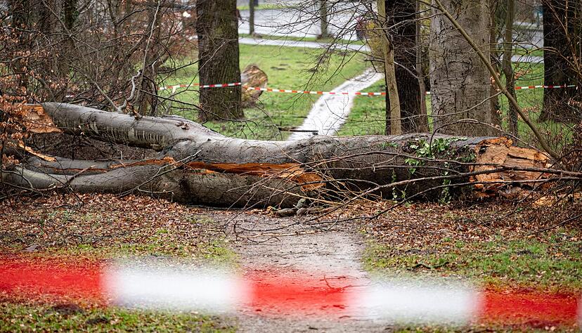 In Potsdam ist ein Baum wegen des Sturmtiefs «Zeynep» auf einen Weg gefallen.