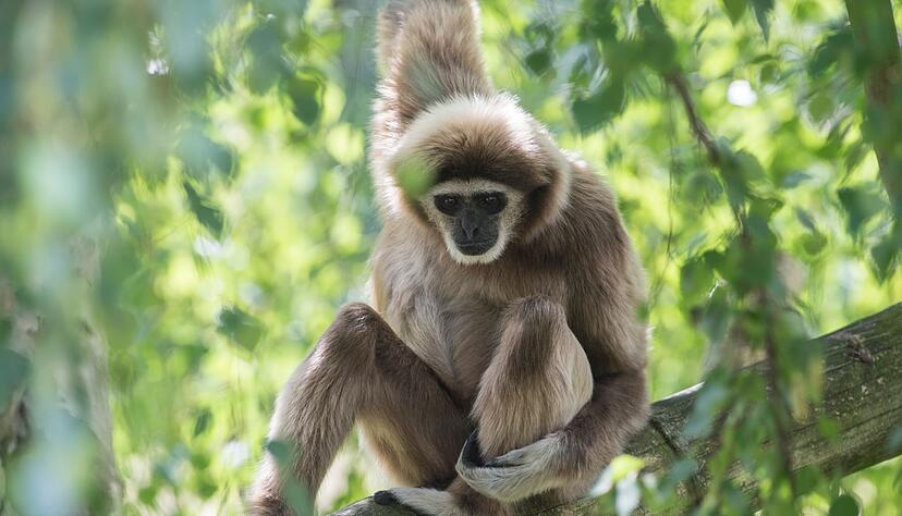 Ein Wei&szlig;handgibbon sitzt im Berliner Tierpark