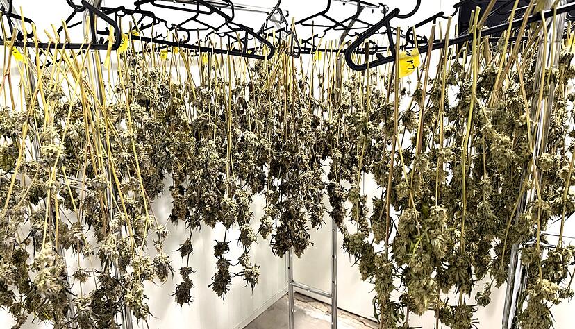 Nach dem Ernten werden die Cannabis-Bl&uuml;ten mehrere Wochen zum Trocknen aufgeh&auml;ngt.