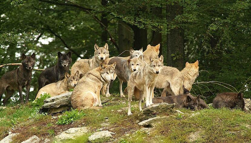 Mit ein wenig Geduld und Glück kann man im Tierpark Bad Mergentheim ein Wolfsrudel zu Gesicht bekommen.