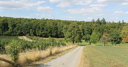 Im Waidachswald bei Roigheim soll ein Windpark entstehen. Foto: Simon Gajer