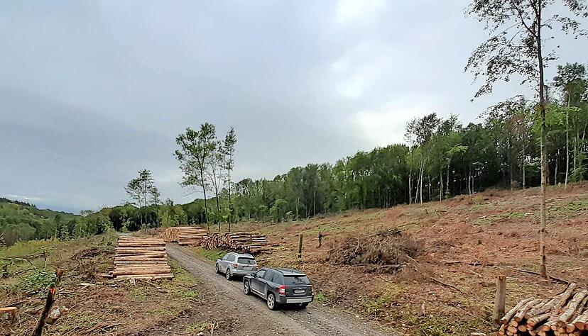Hier hat kein Waldbrand gewütet, sondern der Borkenkäfer: 2020 türmte sich das Schadholz auf − wie hier im Mulfinger Gemeindewald . Weitere "Katastrophenjahre" folgten. Auch heuer rechnet man mit verheerenden Dürrefolgen. Foto: Archiv