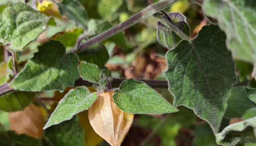Reif für die Ernte: Die Früchte der Physalis peruviana wirken wie kleine Lampions am Strauch. Reif für die Ernte: Die Früchte der Physalis peruviana wirken wie kleine Lampions am Strauch.