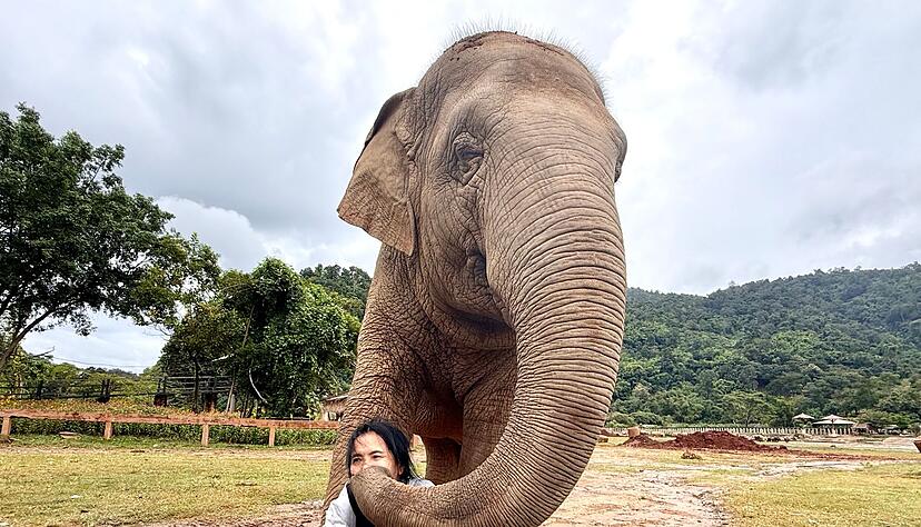 Mit ihren Rüsseln scheinen die Elefanten ihre Retterin zärtlich zu streicheln. Mit ihren Rüsseln scheinen die Elefanten ihre Retterin zärtlich zu streicheln.