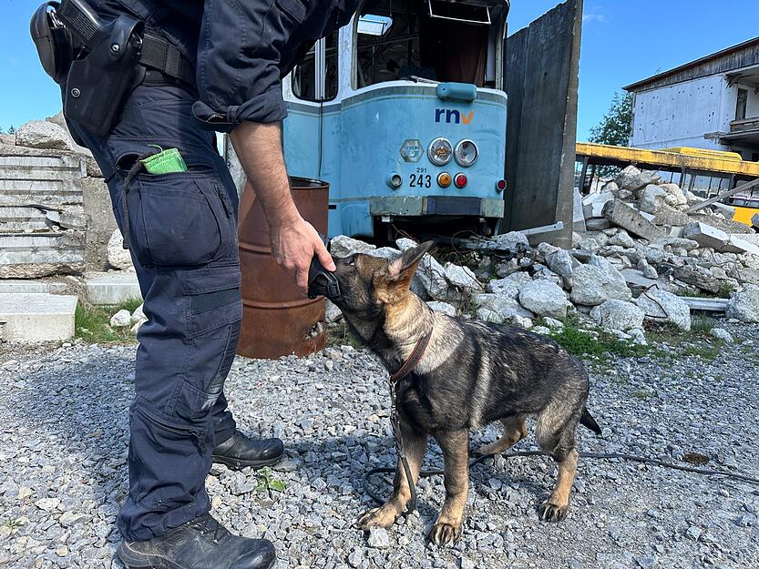 Mit Training und Geduld werden die Diensthunde an ihre zuk&uuml;nftigen Aufgaben herangef&uuml;hrt.