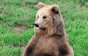 Das zugeh&ouml;rige Wildparadies erweckt die Neugier zum Tier &ndash; und das schon seit 50 Jahren: 1972 wurde es als &bdquo;Wildpark Stromberg&ldquo; gegr&uuml;ndet. Foto: privat