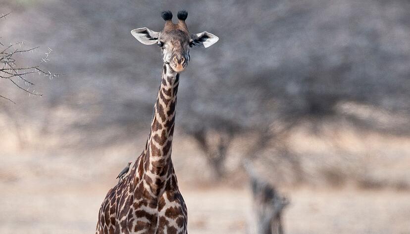 Eine junge Masai-Giraffe
