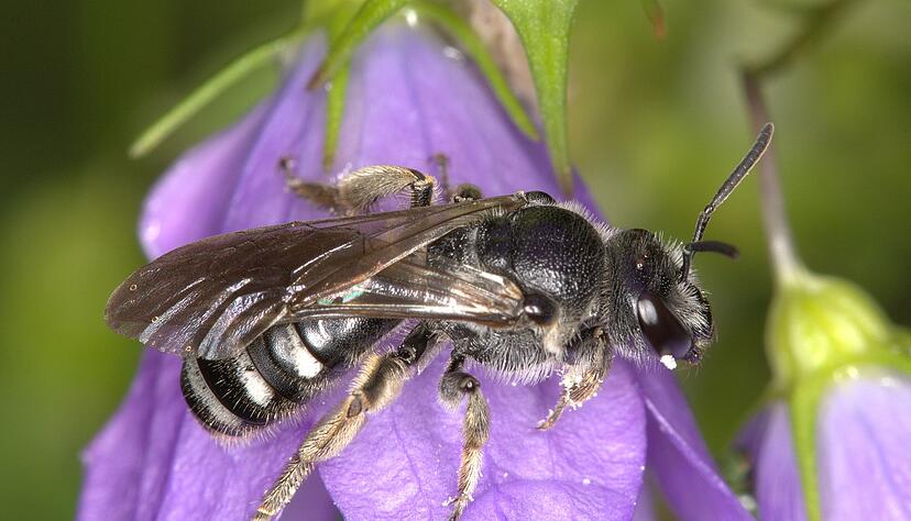 Die Glockenblumen-Schmalbiene ist deutlich kleiner als eine Honigbiene.