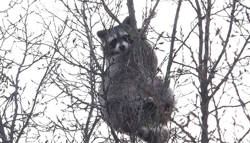 Tagelang sa&szlig; ein Waschb&auml;r in einem Baum fest. (Symbolbild)