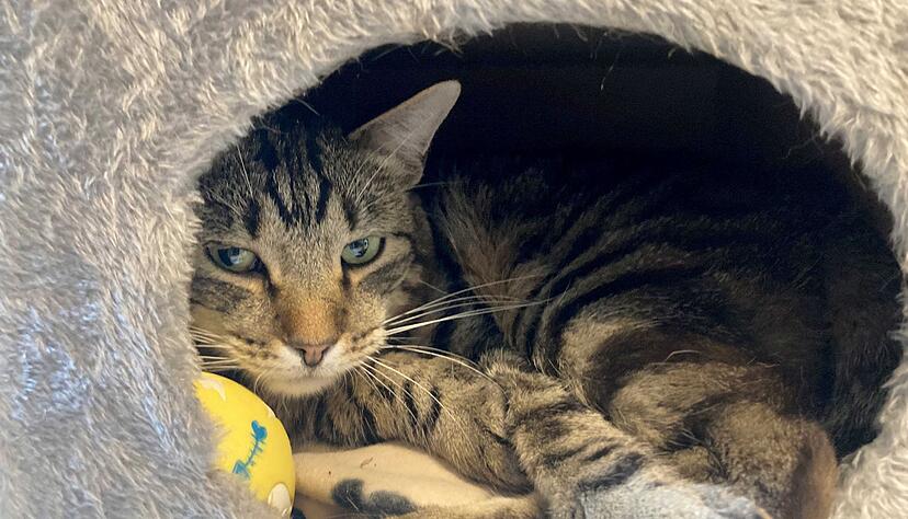 Kater Ben im Tierheim «Katzenparadies» Neustrelitz. Kater Ben im Tierheim «Katzenparadies» Neustrelitz.