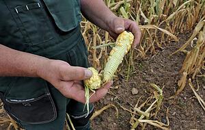 Die Trockenheit setzt auch den robusten Maispflanzen zu.