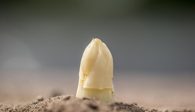 Der Spargel sprießt schon früh, wenn es jetzt wärmer wird. Der Spargel sprießt schon früh, wenn es jetzt wärmer wird.