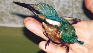 Der kleine Eisvogel passt prima auf einen Handteller. Nach einem Unfall bekommt er momentan Unterstützung von Familie Hiemer.Foto: Ute Plückthun