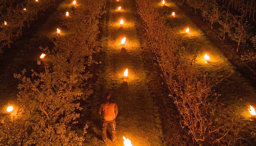 Spektakul&auml;re Bilder aus Sachsen-Anhalt: Obstbauern sch&uuml;tzen die Pflanzen vor Frost im April.