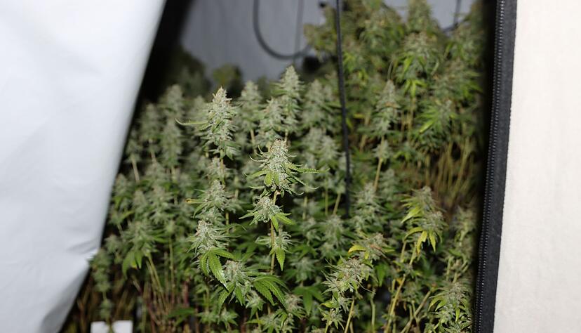 Auch eine Cannabisplantage wurde gefunden.