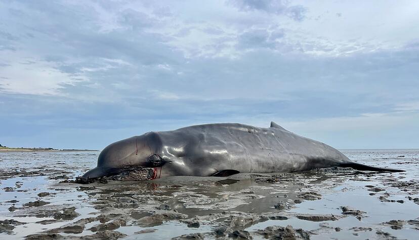 Der im Watt gestrandete Schnabelwal war abgemagert.