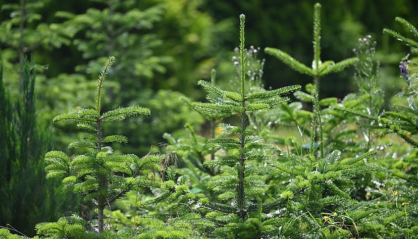 Weihnachtsbäume werden in Baden-Württemberg heuer teurer. Woran das liegt. Weihnachtsbäume werden in Baden-Württemberg heuer teurer. Woran das liegt.