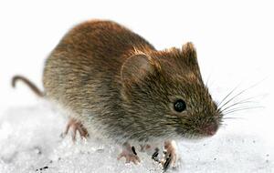In Deutschland verbreiten vor allem Rötelmäuse die Hantaviren. Foto: Lehtikuva Kimmo Taskinen/Lehtikuva_Oy In Deutschland verbreiten vor allem Rötelmäuse die Hantaviren. Foto: Lehtikuva Kimmo Taskinen/Lehtikuva_Oy