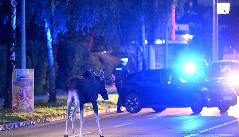 Der Elch h&auml;lt Polizei und Medien auf Trab.