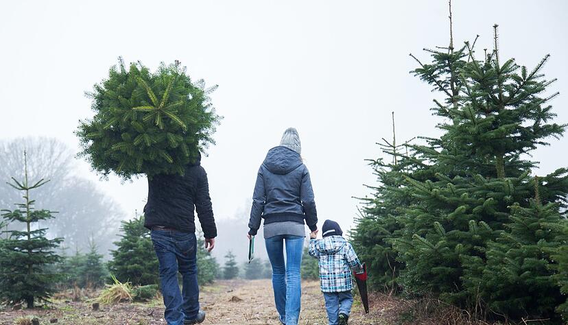 Ob selbst geschlagen oder aus dem Baumarkt, erst mit einem Christbaum wird Weihnachten für viele erst zum Fest. (Symbolbild)