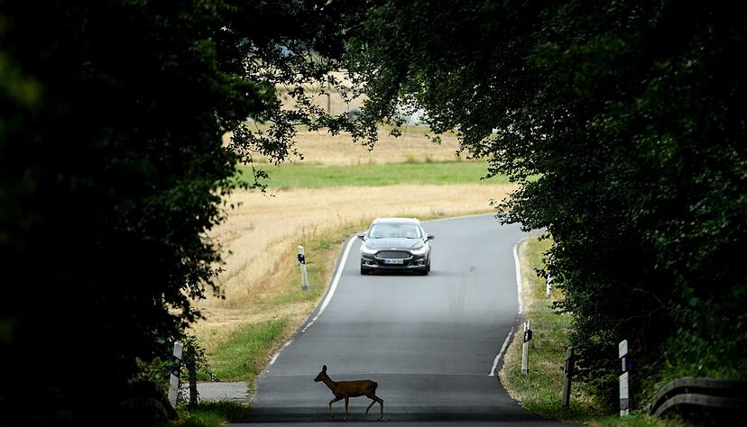 Ein Reh, eine Straße, ein Auto - und es macht «Rumms»?: In solchen Fällen zahlt meist eine Kaskoversicherung. Aber nicht, wenn sie Zweifel am Unfallgeschehen hat. Ein Reh, eine Straße, ein Auto - und es macht «Rumms»?: In solchen Fällen zahlt meist eine Kaskoversicherung. Aber nicht, wenn sie Zweifel am Unfallgeschehen hat.